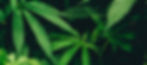 weed-in-dc-hidden-gym-web-banner.jpg